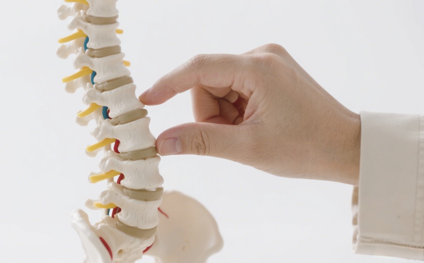 Spine Model
